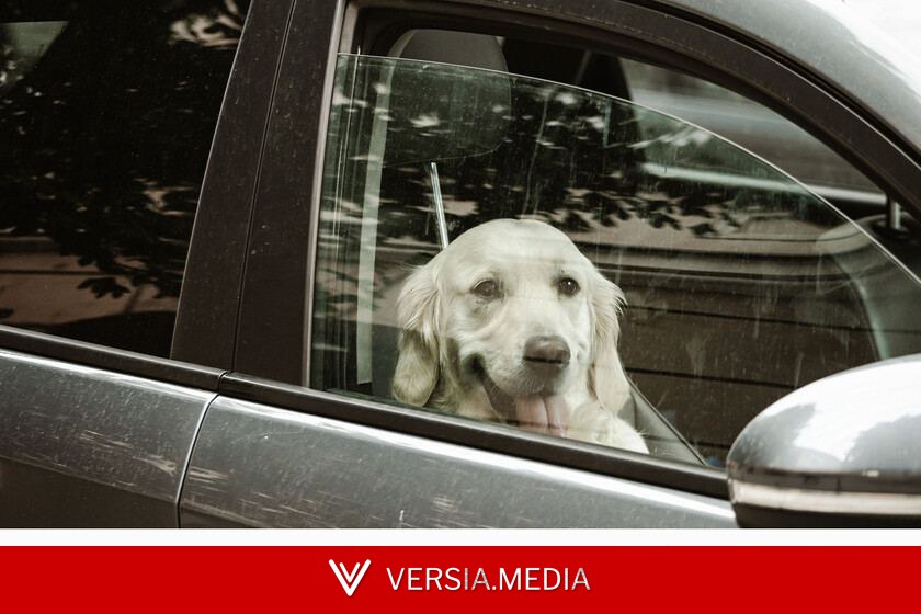 El aviso definitivo del Gobierno: dejar al perro dentro del coche te puede costar una multa histórica de 200.000 euros