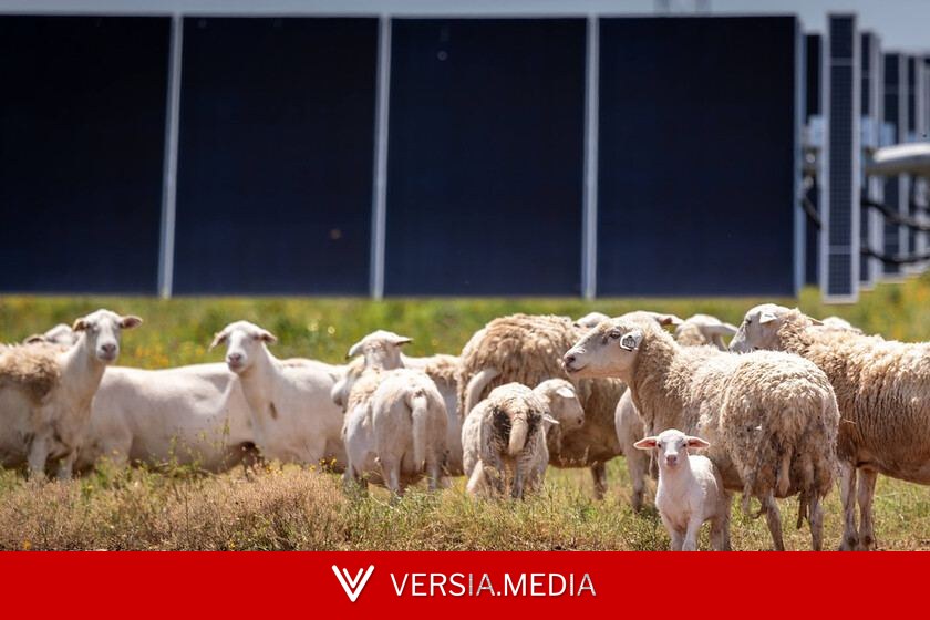 Texas instaló millones de paneles solares donde antes había campo. Han contratado a 3.000 ovejas para mantenerlo