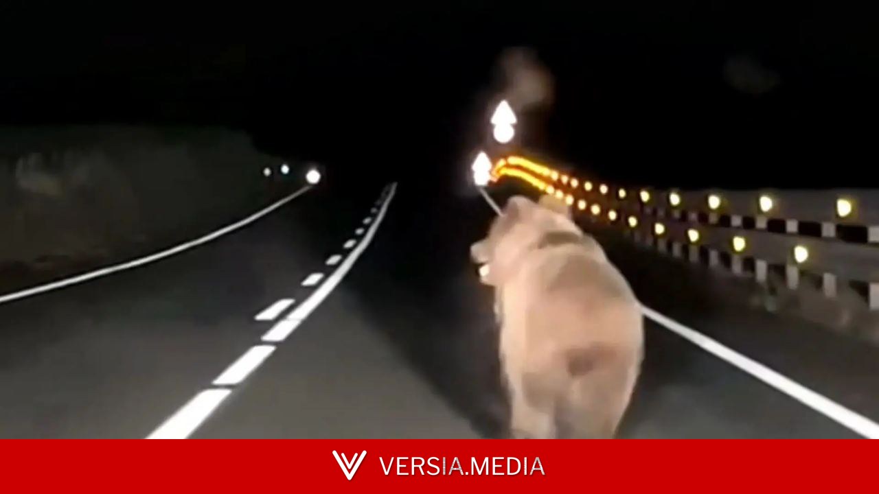 Un conductor persigue a un oso pardo en la carretera y las redes sociales explotan: